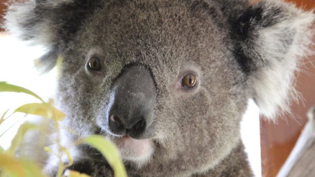 Koala deaths are expected to increase if plans for a major new suburb in Brisbane's west go ahead.