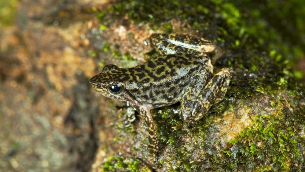 One of the 14 new species of Indian dancing frogs.