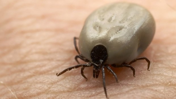 Lyme disease sufferers in Australia are struggling to convince medical experts the disease exists in this country.