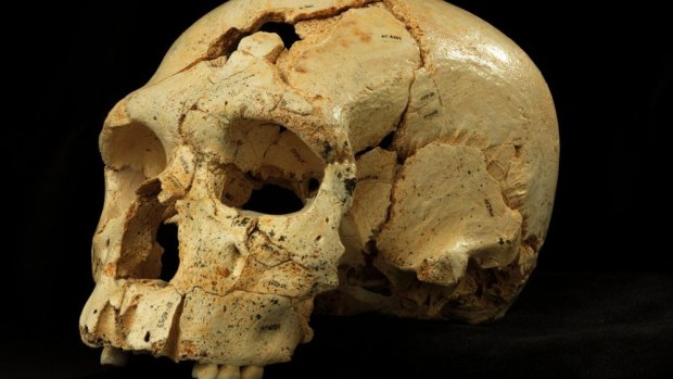 Winter came: Skulls from the "Pit of Bones" indicate there was never a unified and uniform middle Pleistocene kingdom.