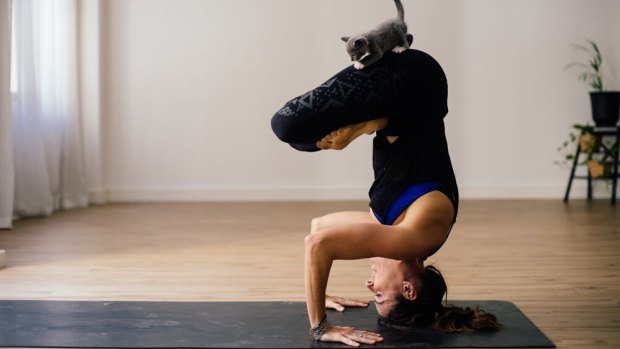 Cat yoga in practice at Vine Yoga in Perth. 