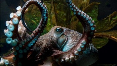 Inky the octopus, who escaped from an aquarium in Napier, New Zealand.