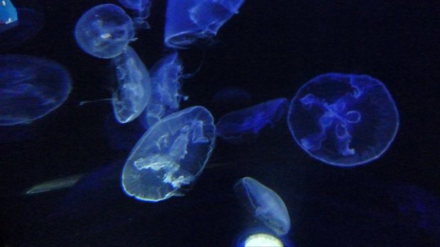 Jellyfish have existed on Earth for 550 million years.