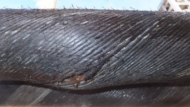 The tear in the 12-centimetre-thick  Basslink cable that has sent Tasmania into an electricity emergency. 