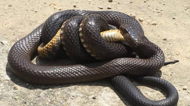 The dugite eating the tiger snake.