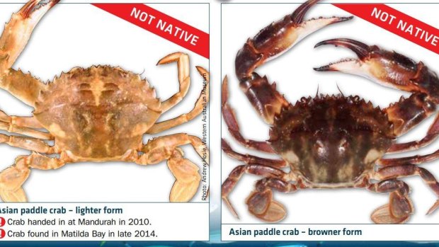 The crabs fishers are urged to be on the lookout for.