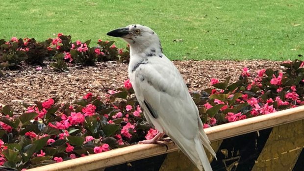 Pied currawong with leucism discovered in Royal Botanic Garden in  Sydney 