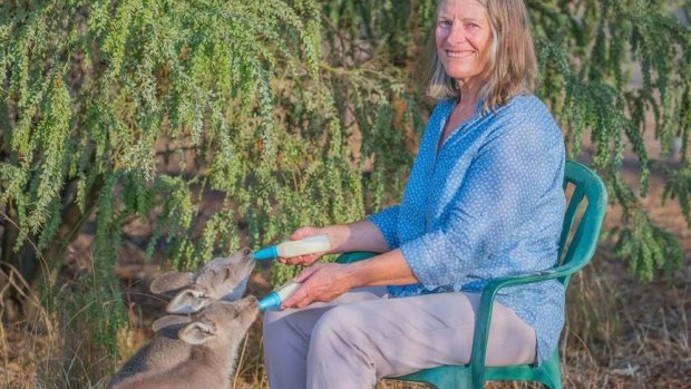 WIRES founder Mikla Lewis feeds kangaroo joeys at her property in Grenfell.