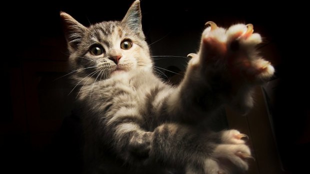 Cat owners predict a drop in domestic pet numbers. 