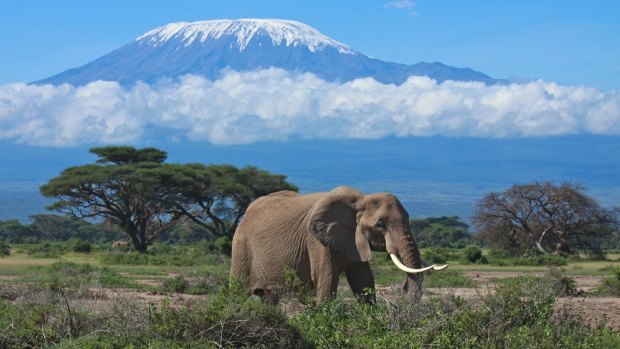 An elephant roaming near Mount Kilimanjaro in Tanzania.
