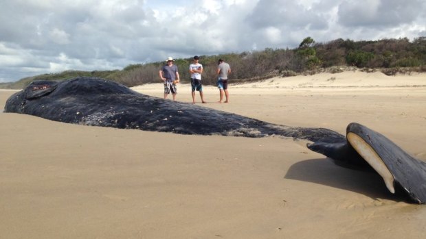 Rotting sperm whale carcass on Moreton Island.