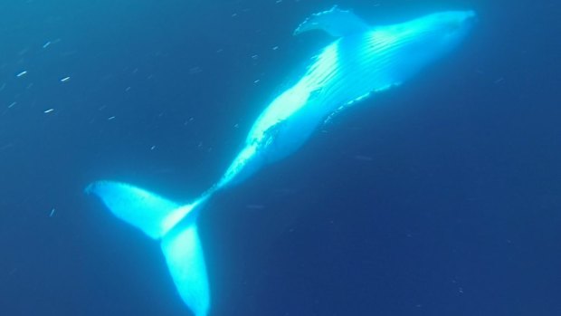 Mooloolaba Dive Company's Dan Hart describes diving with whales as 'life-changing'.