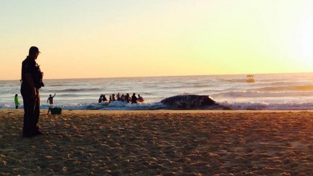 A rescue effort continues on Thursday for a whale stranded at Palm Beach.