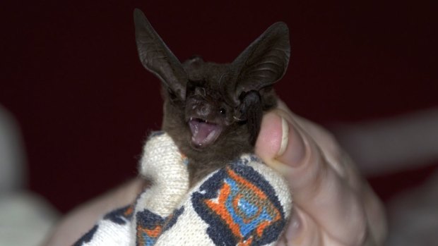 The elusive New Guinea Big-eared Bat.