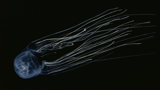 Box jellyfish, or more specifically chironex fleckeri, is the deadliest jellyfish in north Queensland.