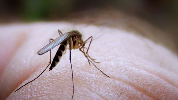 Recent rain has provided a boon for midges and mosquitoes.