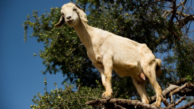The goats are often rotated halfway through the day as they get tired.