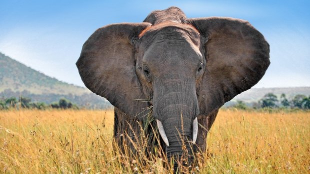 See elephants in the wild in Kenya.