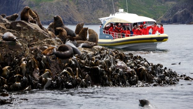 A colony of fur seals at The Friars.