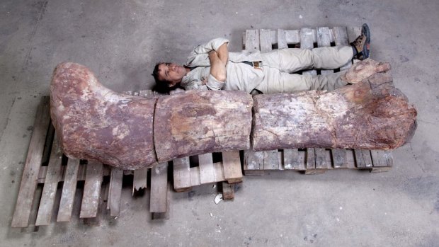 Palaeontologist Pablo Puerta lies beside the femur of the newly discovered dinosaur.
