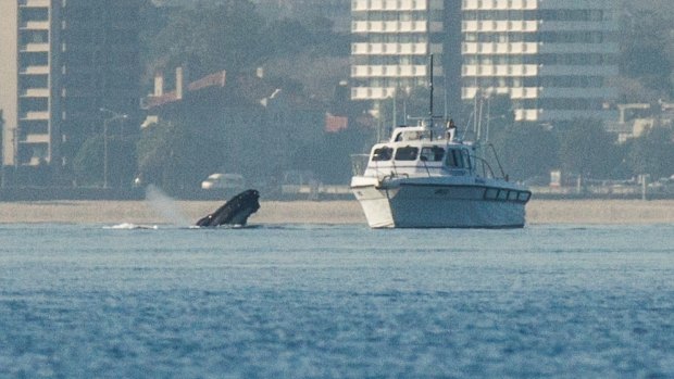Thar she blows: A whale looks at a boat near Williamstown on Friday.