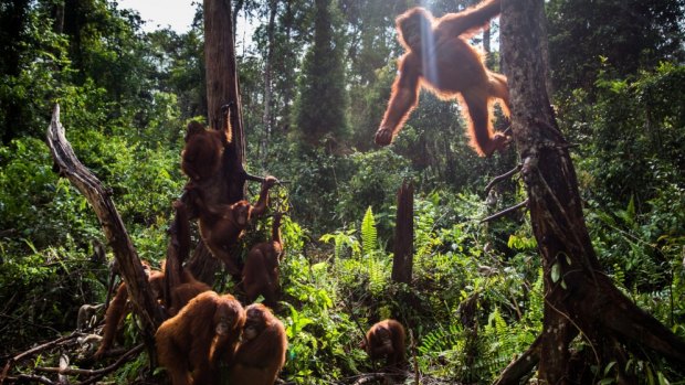 At least nine orang-utans were killed in the 2015 fires. More than 100 had to be relocated.  