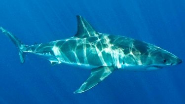 Male great white shark - one to avoid on the dinner table as well.
