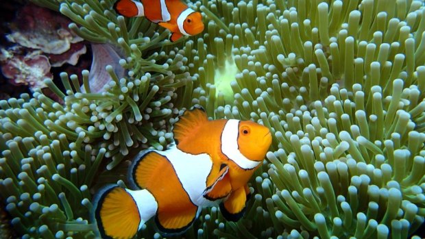 Anemone fish in tropical waters off Japan.  