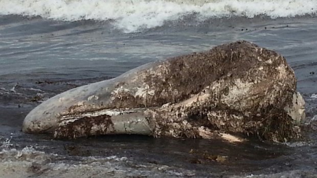 Part of a whale carcass has washed up near Sorrento Beach.