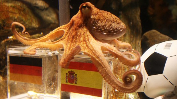 Paul the octopus in his prediction heyday.