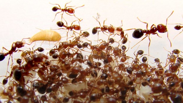 A total of 10 red fire ant nests have been found for the first time in the Somerset Regional Council area.