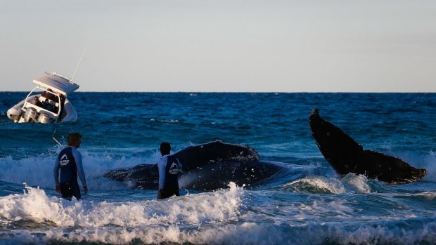 Rescuers work to free a stranded whale at Palm Beach.