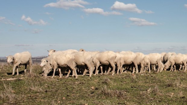 If the dry continues Ms Dowling plans to ramp up supplementary feeding to get her flock through the winter. 