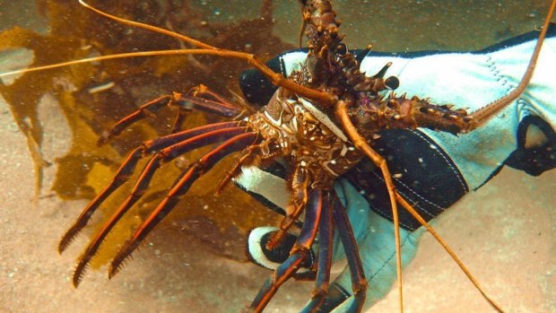 Recreational fishers in WA cannot sell or swap lobsters for any financial gain or reward.
