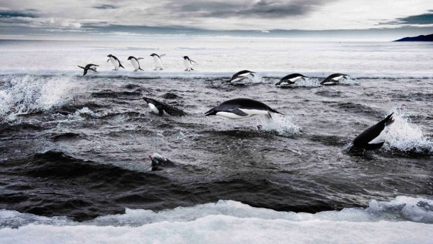 Adelie penguins, at home in the Ross Sea, which is a step closer to marine reserve status.