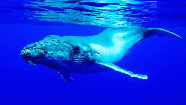 There are rules about swimming too close to whales, but Tahiti's humpbacks don't always comply.