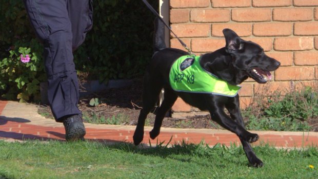 The police dog squad has been called in to hunt for a Sunshine Coast gunman. FILE PICTURE