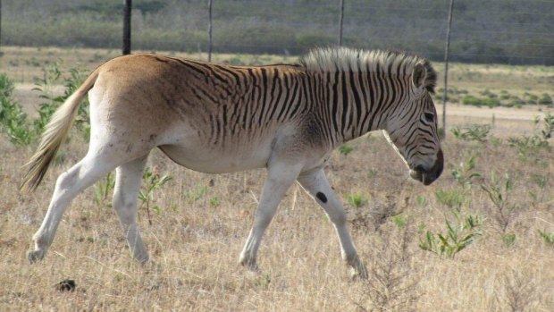 A quagga-like zebra in South Africa that indicates zebras located in environments that are seasonally colder have minimal stripes.