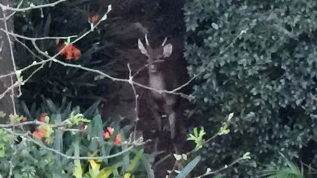 The "petrified" deer ran into Grant Levy's Bondi Junction yard, but later fled and was hit by a car.