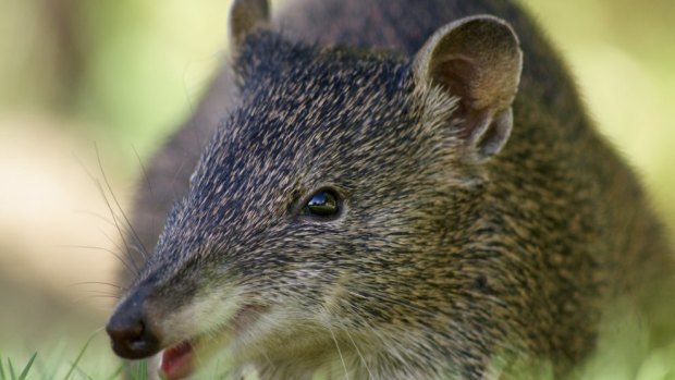 The southern brown bandicoot.