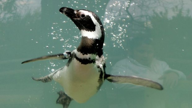 Unhappy feet: A Humboldt penguin swims at the Chilean Metropolitan Zoo in Santiago.