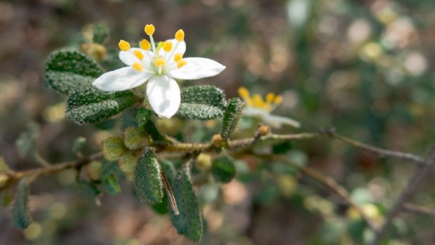 The White Star-bush, also known as the Emerald Star Bush, is an endangered plant that is indigenous to the Dandenongs. 