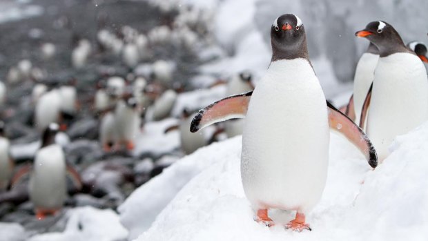 Gentoo penguins.