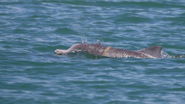 The dolphin calf was last seen with a pod of dolphins off Cairns.