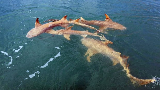 Lemon sharks had been stalking the Thomas couple for some time.