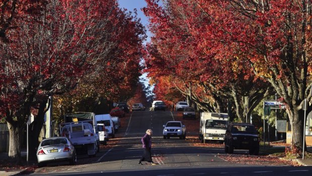 Brilliant orange leaves change colour in Wentworth St, Blackheath in the Blue Mountains.