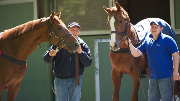 Accomodation for 120 horses at Randwick: Peter and Paul Snowden.