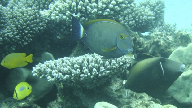  An eyestripe surgeonfish, one of the tropical species shifting its distribution towards temperate waters.