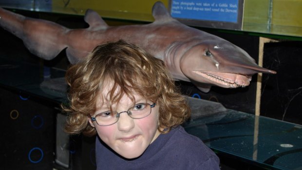 Fergus Forsyth at the Portland Maritime Discovery Centre in Victoria with a model of a goblin shark.