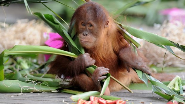 Primate pig outs: Research shows Orangutans have evolved sophisticated mechanisms to store suprlus energy as fat. 